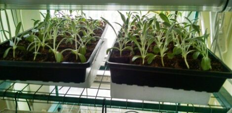 Grow Your Own Artichokes Image